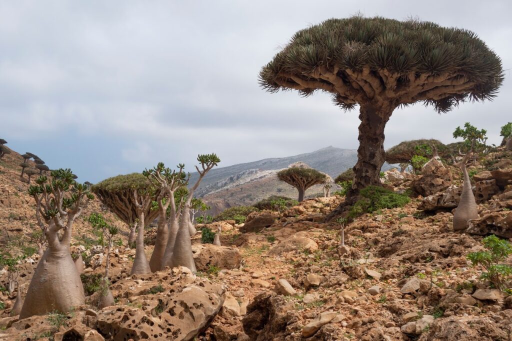 Dragon blood tree