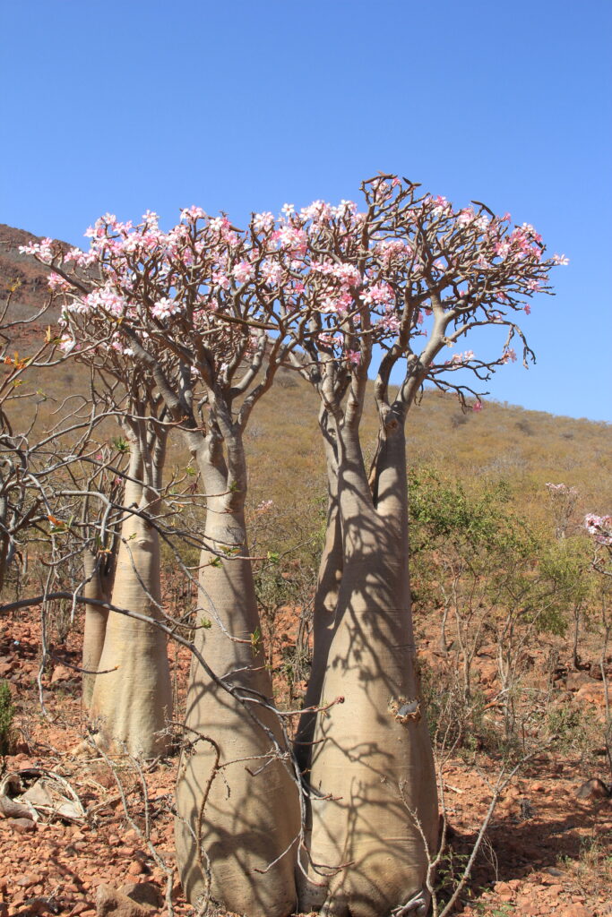 Contact Bottle trees