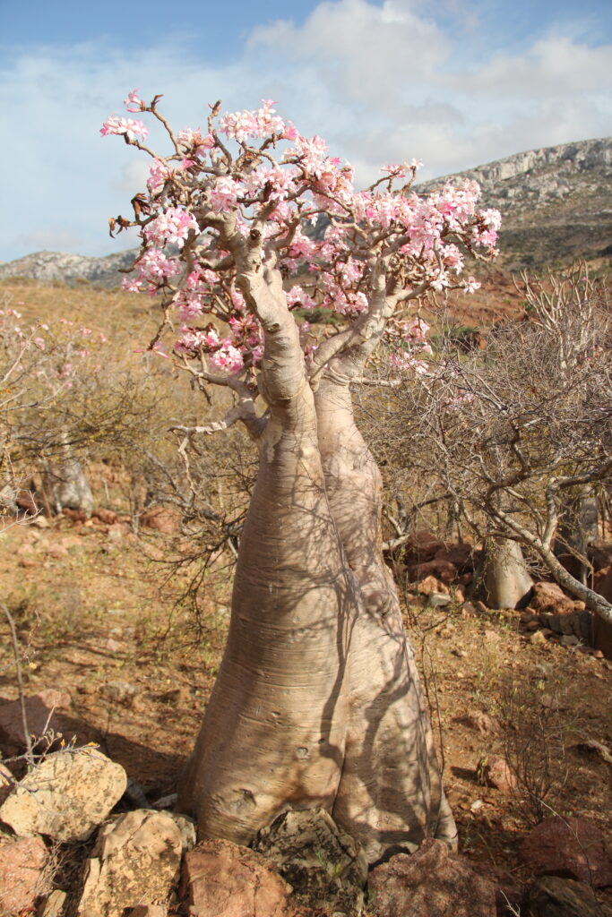 Socotra Bottle tree Socotra